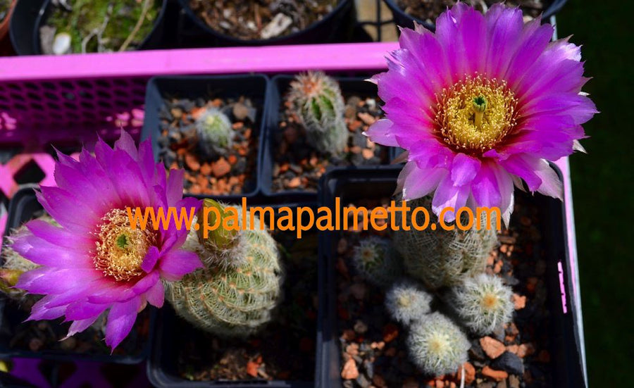 Echinocereus reichenbachii v. baileyi