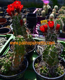 Echinocereus triglochidiatus melanacanthus - M