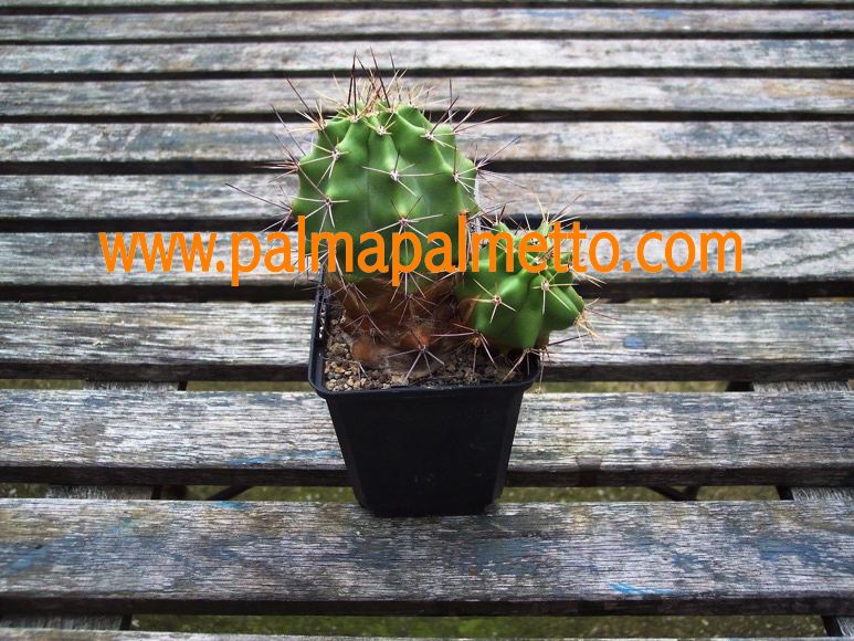 Echinocereus triglochidiatus melanacanthus - M / 1 Lt. Topf