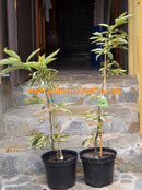 Castanea sativa Variegata - Marone 60-90 cm / 5-6 Lt.Topf