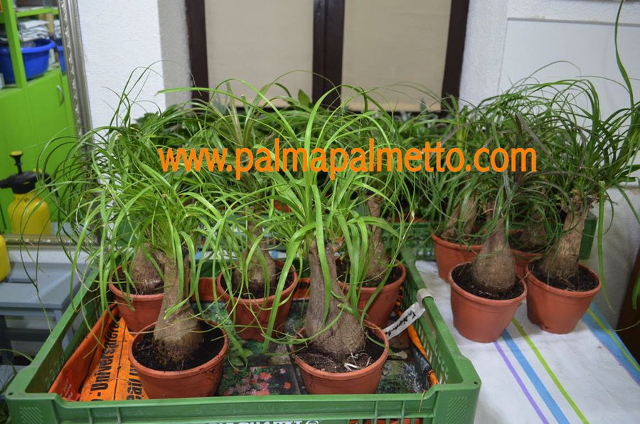 Elefantenfu - Beaucarnea recurvata 40-60 cm