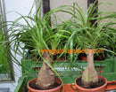 Elefantenfuß - Beaucarnea recurvata 50-80 cm