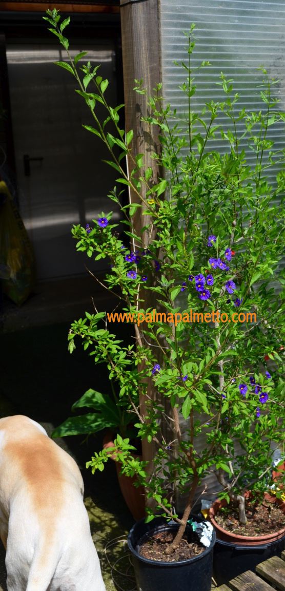 Enzianbaum "Solanum rantonnetii" blaue Blüte 40-60cm