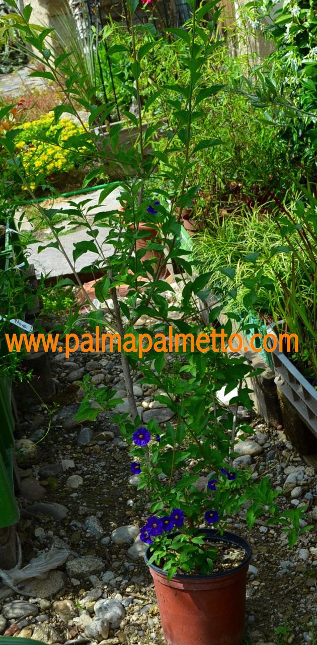 Enzianbaum "Solanum rantonnetii" blaue Blüte 40-60cm