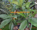 Eriobotrya japonica "Japanische Wollmispel" 150-170 cm / 4-6 Lt.Topf