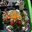 Escobaria missourinensis (syn. wissmannii) - Q