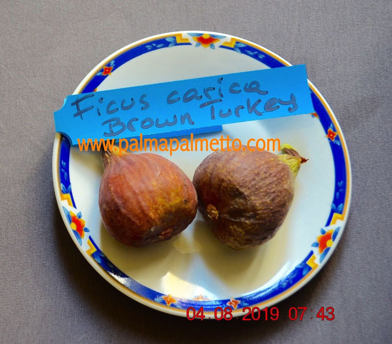 Ficus carica "Brown Turkey" 100-140 cm / 4-6 Lt.Topf (7)