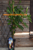 Ficus carica "Brown Turkey" 70-100 cm / 3-5 Lt.Topf (7)