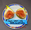 Ficus Carica "Precoce De Dalmatie" 150-200 / Topf 40-45 cm ∅