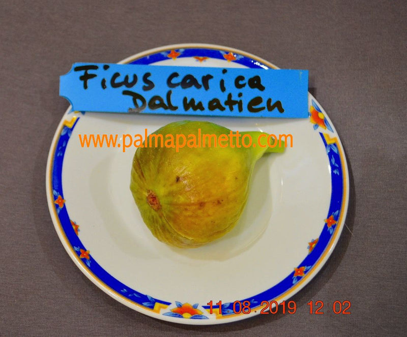 Ficus carica "Frühe Dalmatiner" 100-140 cm / 5-7 Lt.Topf (1)