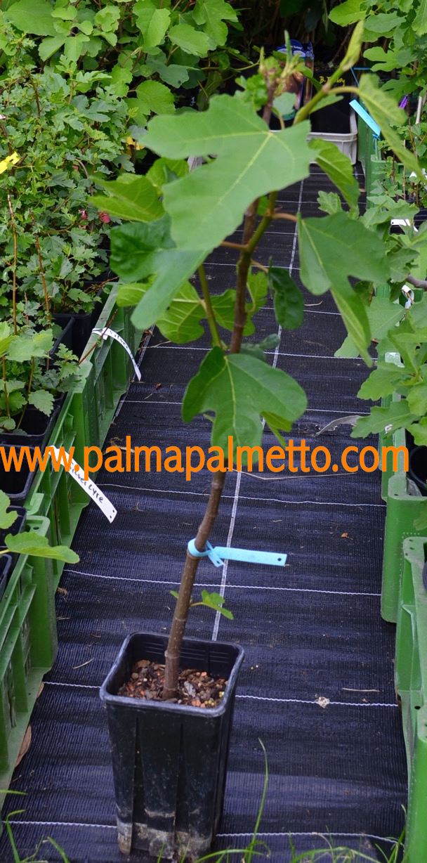Ficus carica "Panache" Melonenfeige 80-100cm / 3-5 Lt.Topf (40)