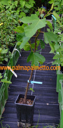 Ficus carica "Kaukasus" 100-120 cm / 3-5 Lt.Topf