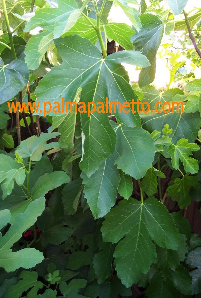 Ficus carica "Panino" 100-140 cm / 3-5 Lt.Topf (4)