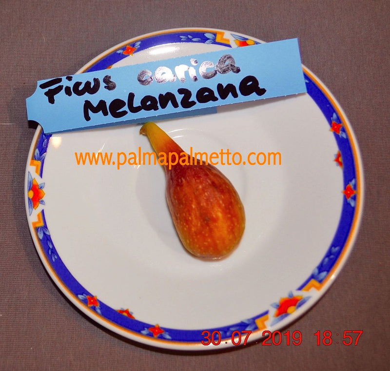 Ficus carica "Melanzana" 200-250cm / Topf 40-45 cm ∅