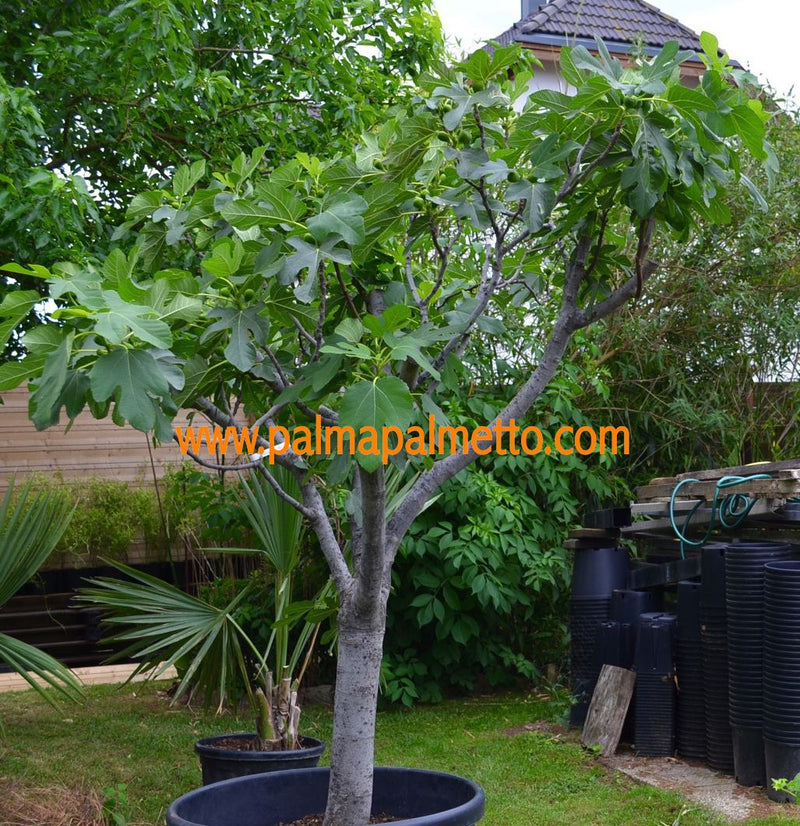 Ficus carica "Gris de St. Jean" 60-90 cm / 3-5 Lt.Topf (49)