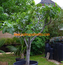 Ficus carica "Albufera" 90-110 cm / 3-5 Lt.Topf (34)