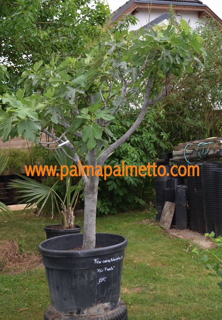 Ficus carica Ali Pascha "Michurinska" ca. 200-300 cm / 50-60 Lt.Topf ∅ 60cm