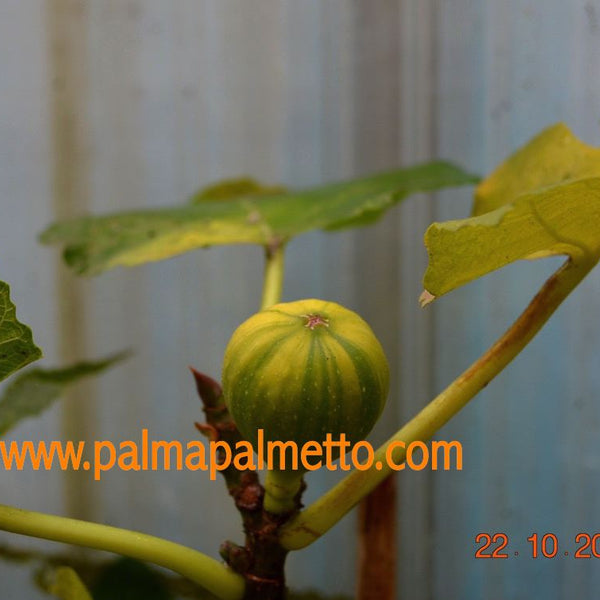 Ficus carica 'Variegata'Panaschierte