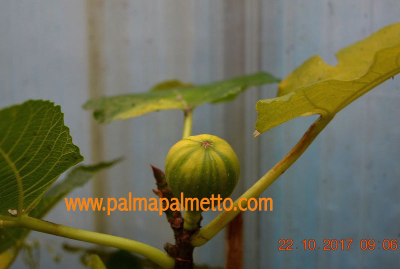 Ficus carica "Panache" Melonenfeige 80-100cm / 3-5 Lt.Topf (40)