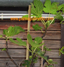 Ficus carica "Black Mission" amerikanische sorte 50-70cm / 3-5 Lt.Topf