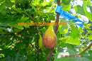 Ficus carica "Portogallo" Birnenfeige 200-250cm / Topf 40-45 cm ∅