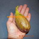 Ficus carica "Portogallo" Birnenfeige 200-250cm / Topf 40-45 cm ∅