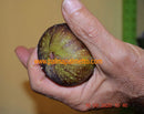 Ficus carica Sotschi Gold "Birnenfeige" 60-100 cm / 3-5 Lt.Topf