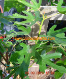Ficus carica Sotschi Gold "Birnenfeige" 60-100 cm / 3-5 Lt.Topf