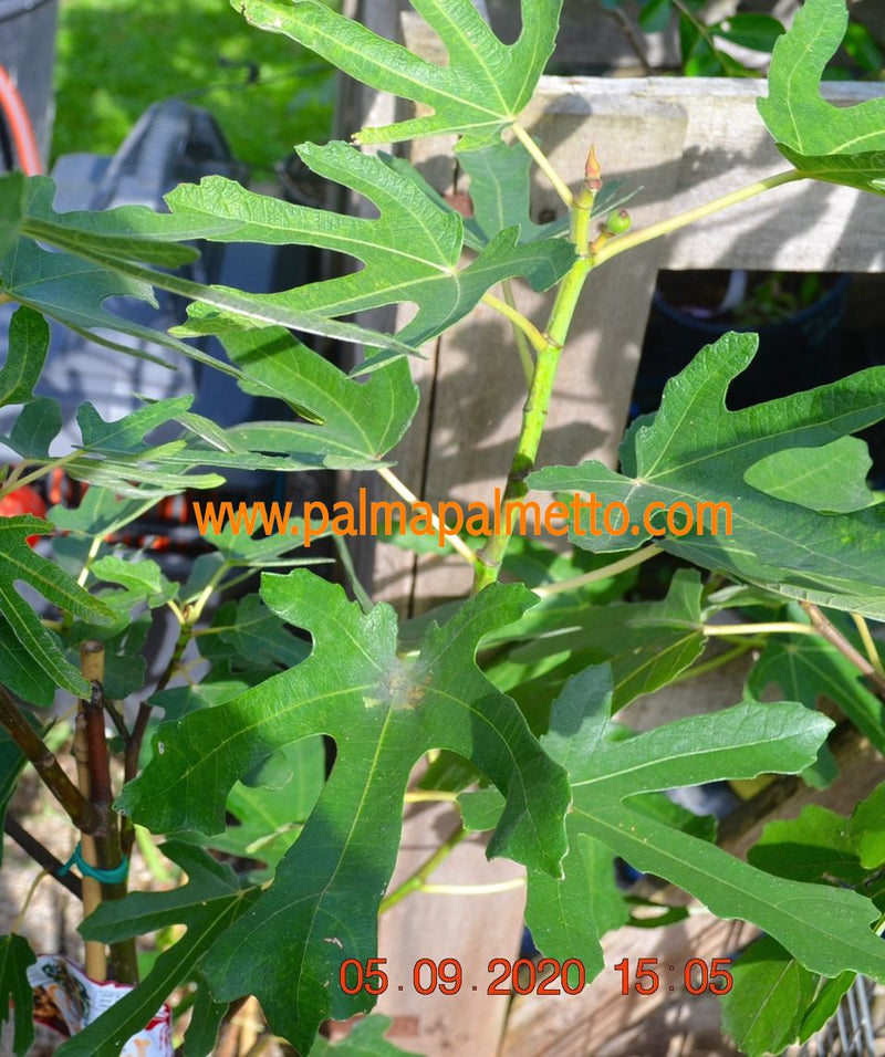 Ficus carica Sotschi Gold "Birnenfeige" 60-100 cm / 3-5 Lt.Topf