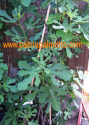 Ficus carica "Ice Crystal" 100-140 cm / 3-5 Lt.Topf (10)