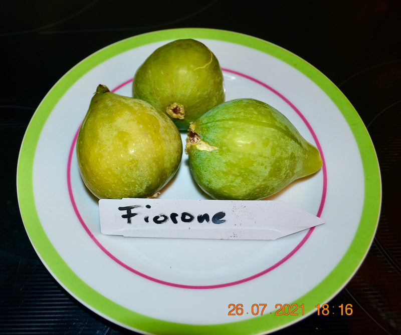 Ficus carica "Fiorone Bianco" 200-250cm / Topf 40-45 cm ∅ / Nur Abholung