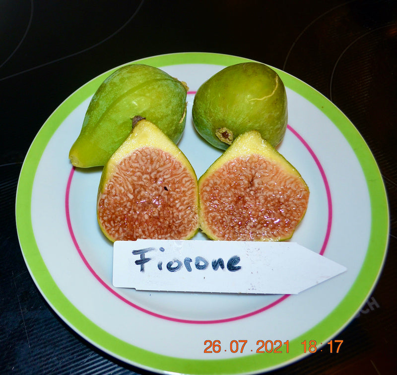 Ficus carica "Fiorone Bianco" 200-250cm / Topf 40-45 cm ∅ / Nur Abholung