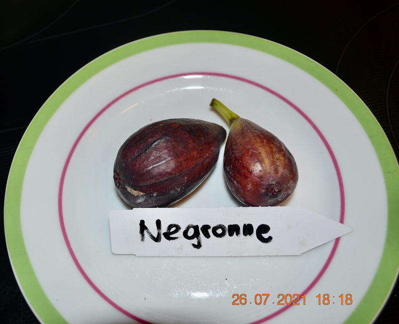 Ficus carica "Negronne" 80-110 cm / 5-7 Lt. Topf (24)