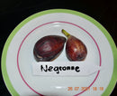 Ficus carica "Negronne" / 9-11 Lt. Topf (Beispielfoto) (24)
