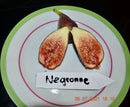Ficus carica "Negronne" /