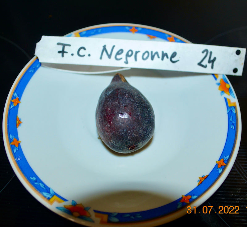 Ficus carica "Negronne" 14-18 Lt. Topf / Kräftige Pflanzen (24)
