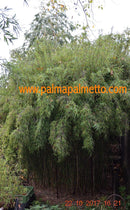 Fargesia sp. Jiuzhaigou Rothalmbambus / 70-100 cm