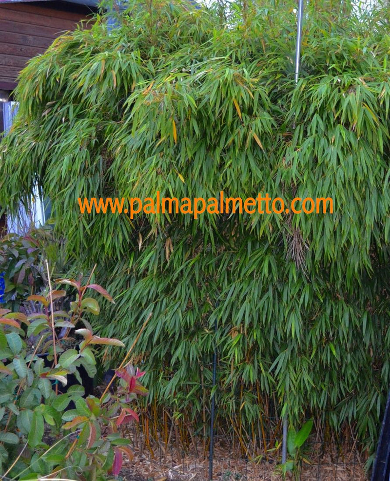 Fargesia rufa 50-80 cm (Gesamthöhe inkl. Topf) im 10-15 Lt. Topf