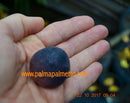 Ficus carica "Ronde de Bordeaux" 80-120 cm / 5-7 Lt.Topf (14)