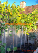 Ficus carica "Maellana" 200-250cm / Topf 40-45 cm ∅