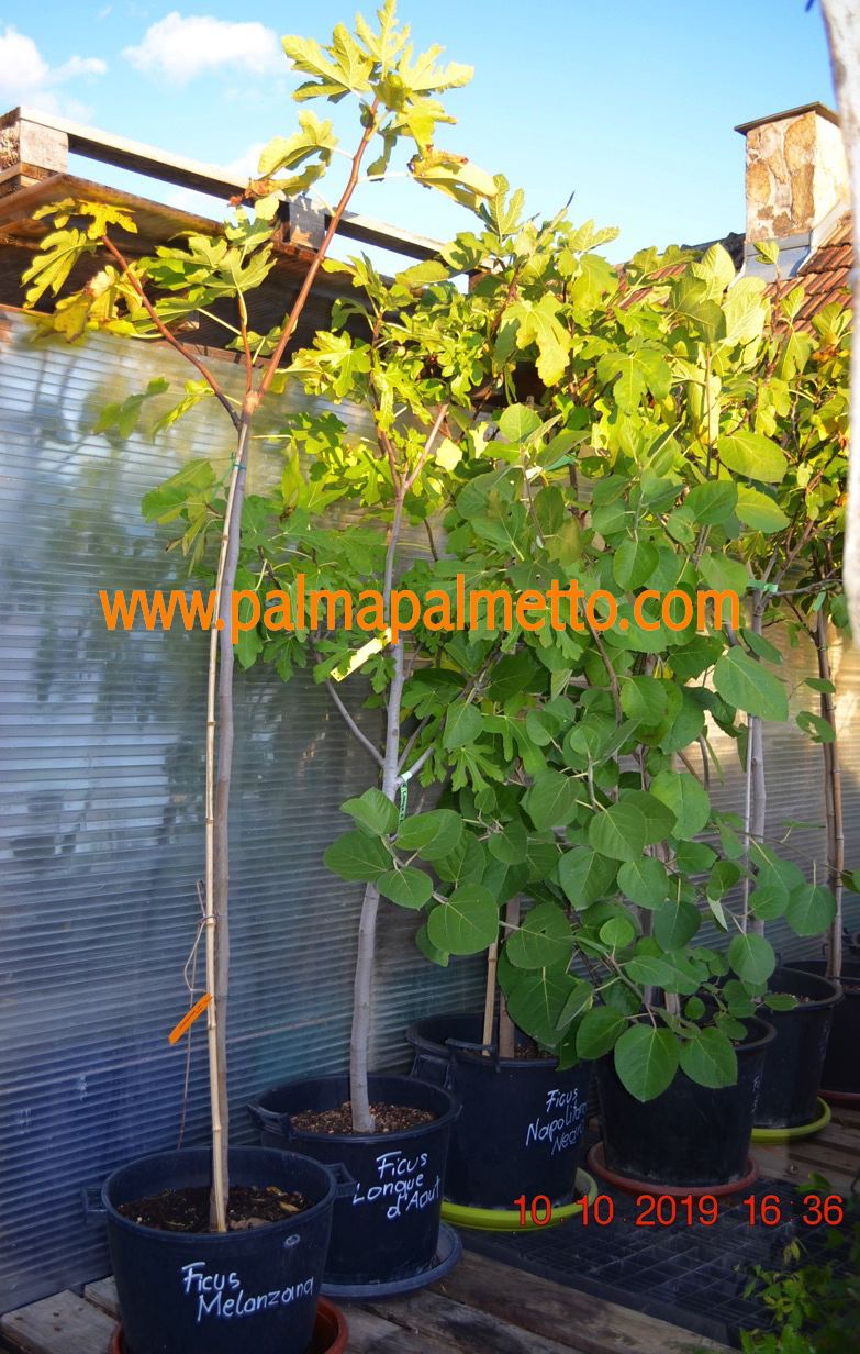 Ficus carica "Napolitana" 200-250cm / Topf 40-45 cm ∅