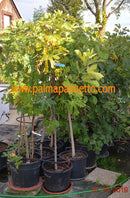 Ficus carica "Montana Nera-10" 100-140 cm / 3-5 Lt.Topf (21)