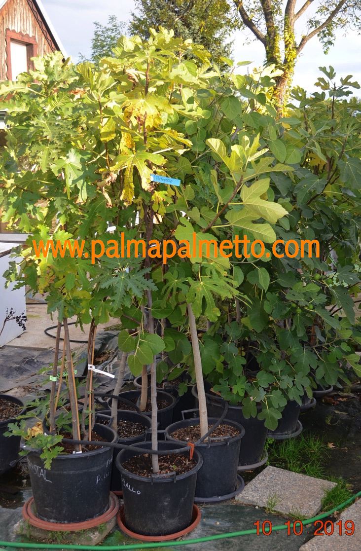 Ficus palmata (1) "DIE ECHTE Punjab Feige" 200-250cm / Topf 40-45 cm ∅