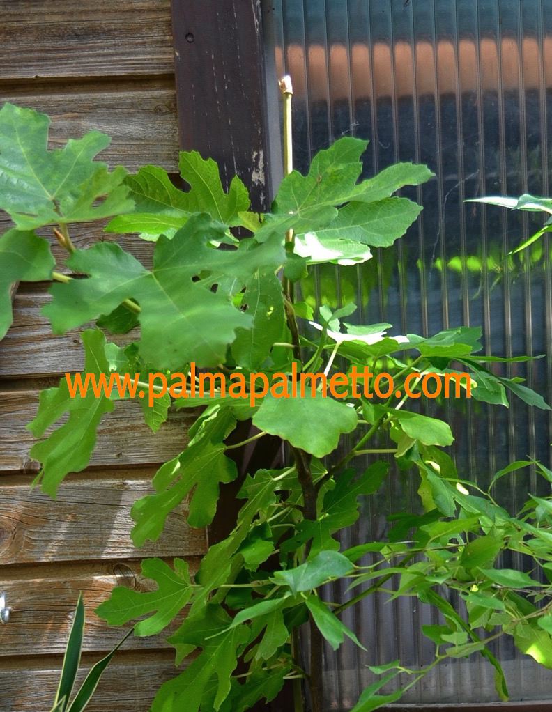 Ficus carica "Col de Dame Blanc" 100-140 cm / 4-6 Lt.Topf