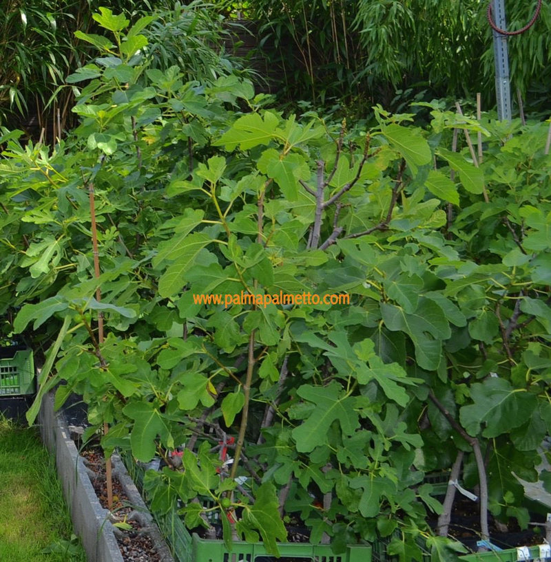 Ficus carica "San Mango" 150-170 cm / 5-7 Lt. Topf, Stamm 90-120 cm (44)