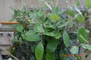 Artikelnummer 102 : Feijoa sellowiana "Apollo" 160-190 cm (Gesamthöhe inkl. Topf) 4-6 Lt.Topf