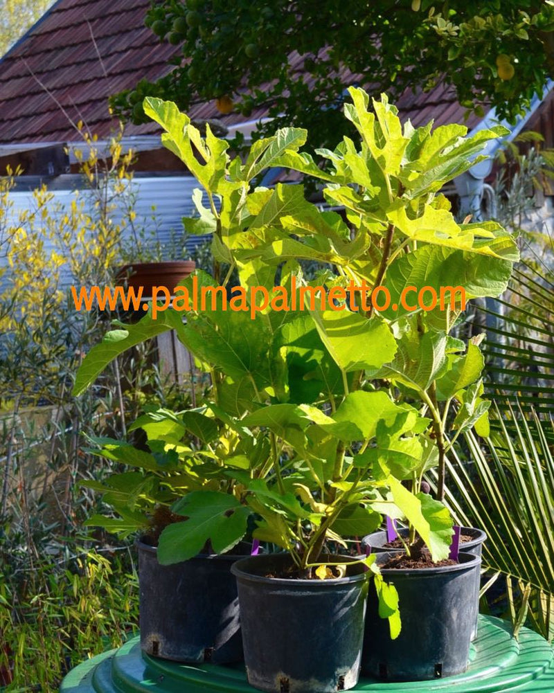 Ficus carica "Paradiso" 100-140 cm / 5-7 Lt.Topf (20)