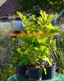 Ficus carica "Schwarze Bourjassotte" 50-80 cm / 3-5 Lt.Topf (50)