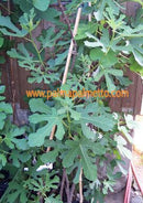 Ficus carica "Pontica" 100-140 / 3-5 Lt.Topf (41)