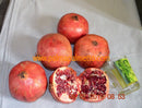 Punica granatum "Dente di Cavallo" 120-140 cm